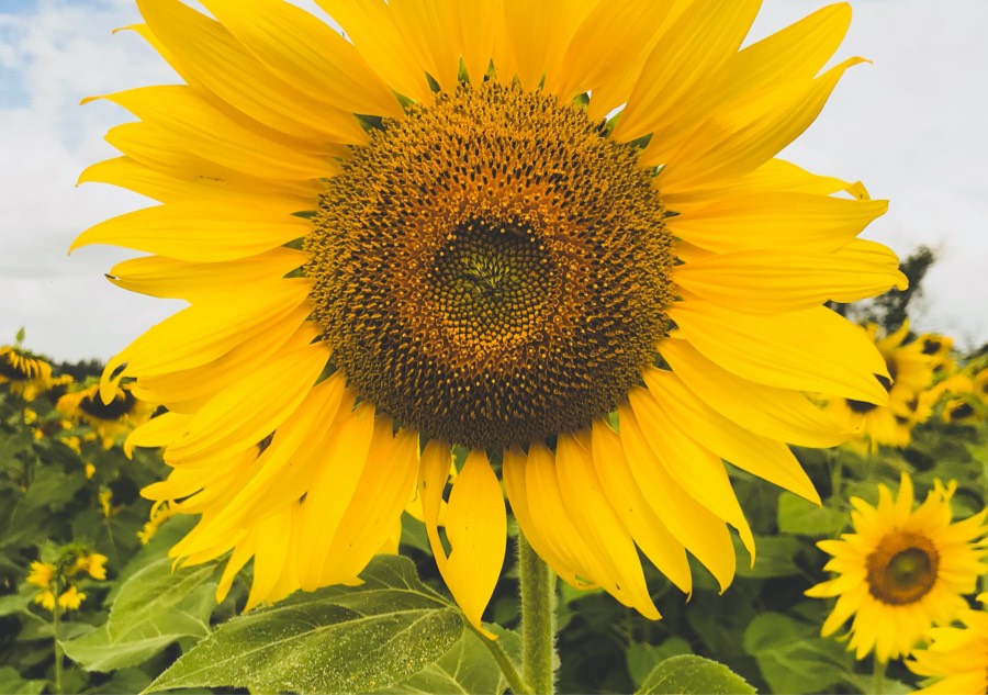 Harina de girasol